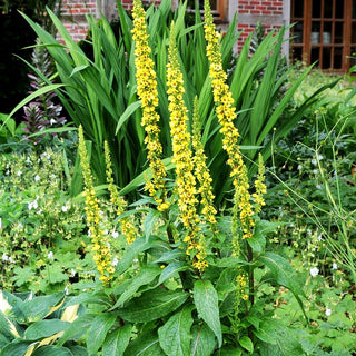 Schwarze Königskerze (Verbascum nigrum)