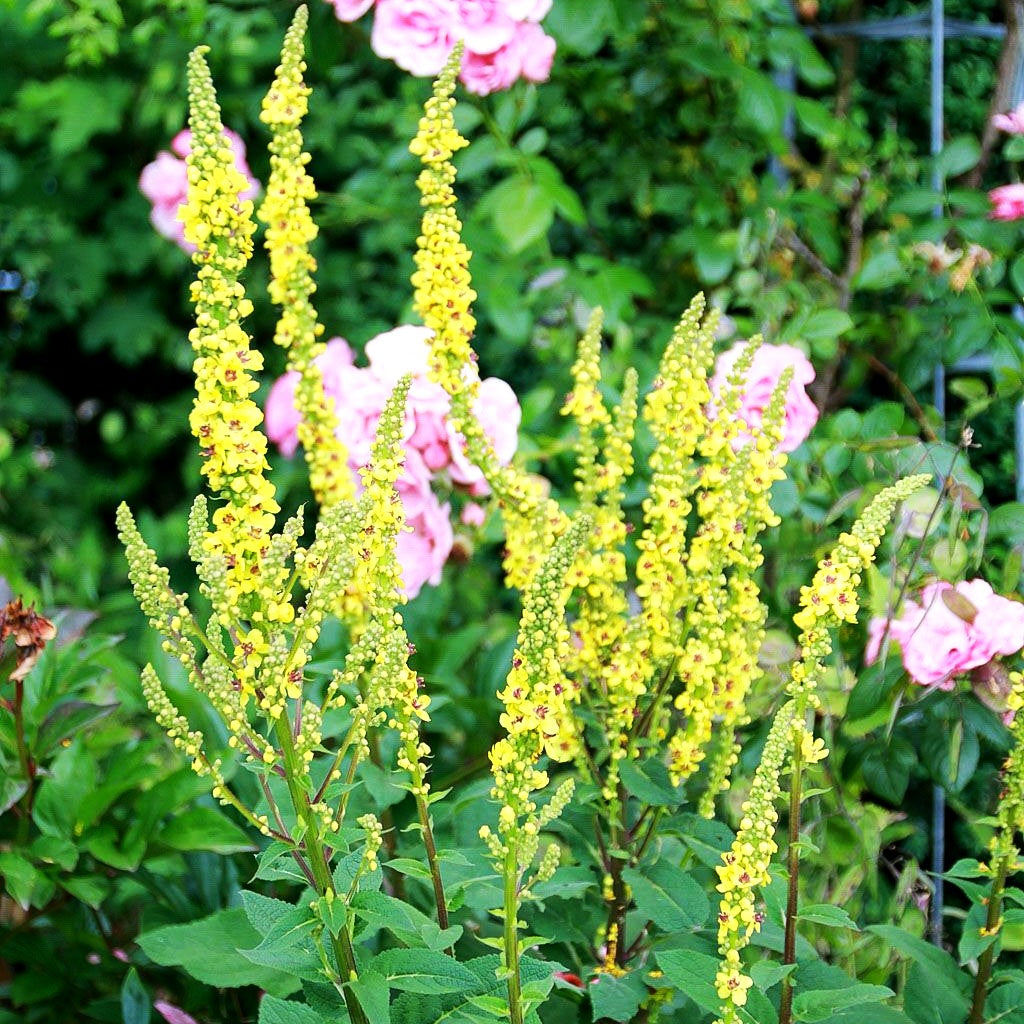 Schwarze Königskerze (Verbascum nigrum)
