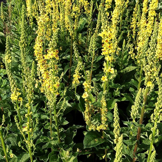 Schwarze Königskerze (Verbascum nigrum)