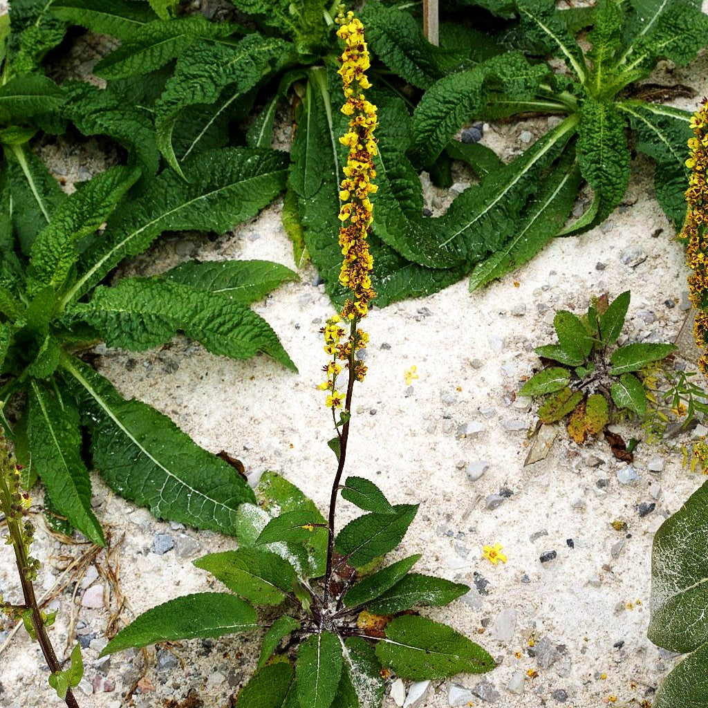 Schwarze Königskerze (Verbascum nigrum)