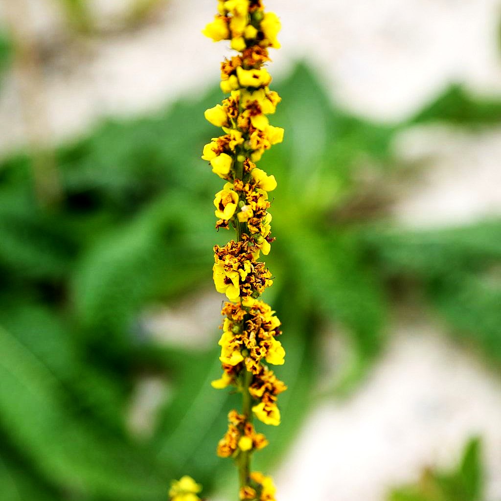 Schwarze Königskerze (Verbascum nigrum)