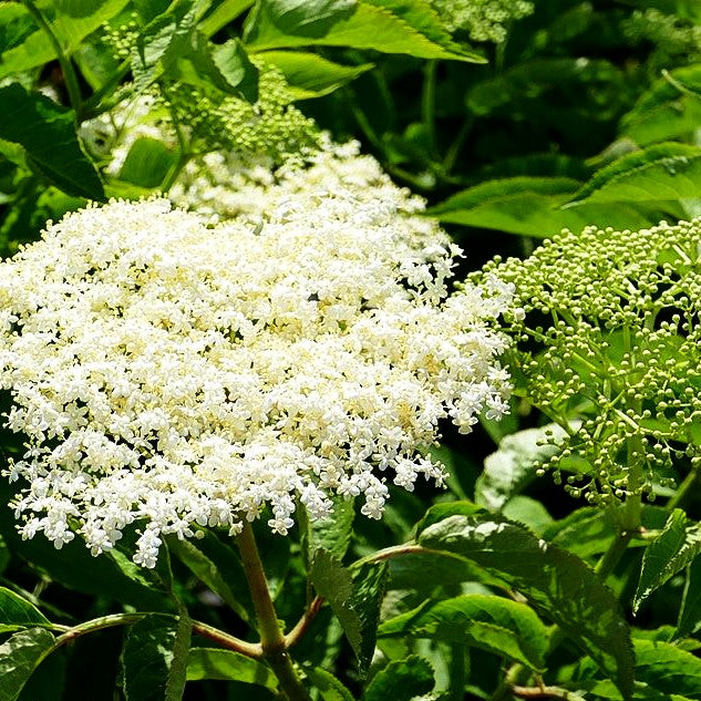 Schwarzer Holunder 'Haidegg 17' (Sambucus nigra)
