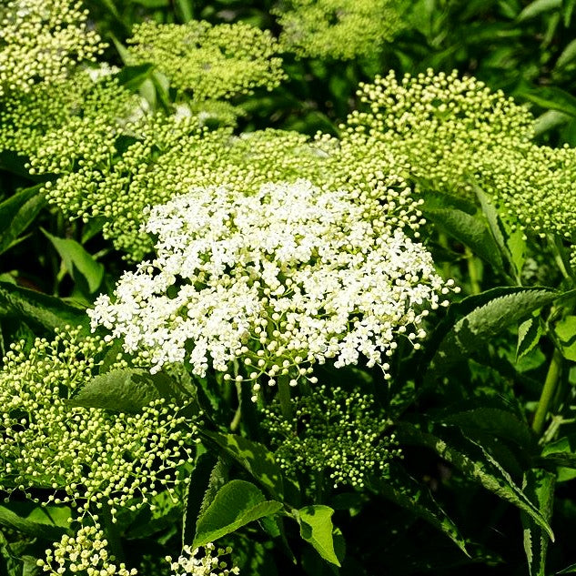 Schwarzer Holunder 'Haidegg 17' (Sambucus nigra)