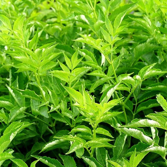 Schwarzer Holunder 'Haidegg 17' (Sambucus nigra)