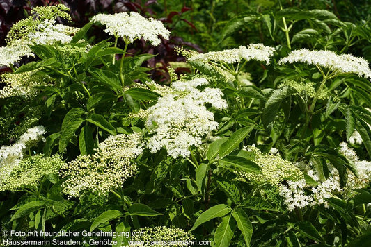 Schwarzer Holunder (Sambucus nigra)