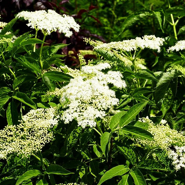 Schwarzer Holunder (Sambucus nigra)