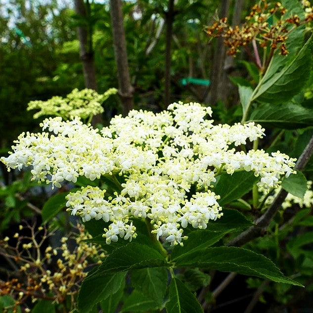 Schwarzer Holunder (Sambucus nigra)
