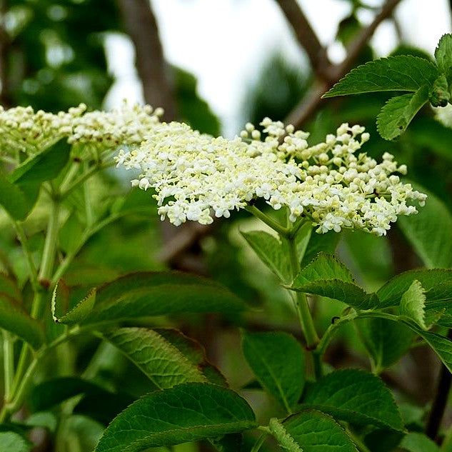 Schwarzer Holunder (Sambucus nigra)