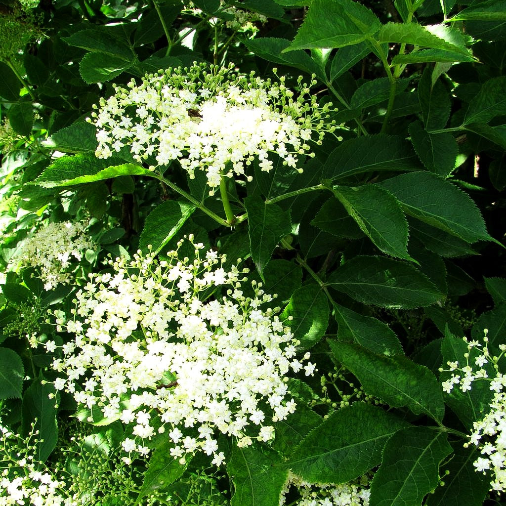 Schwarzer Holunder (Sambucus nigra)