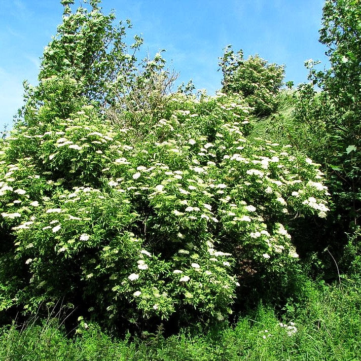 Schwarzer Holunder (Sambucus nigra)