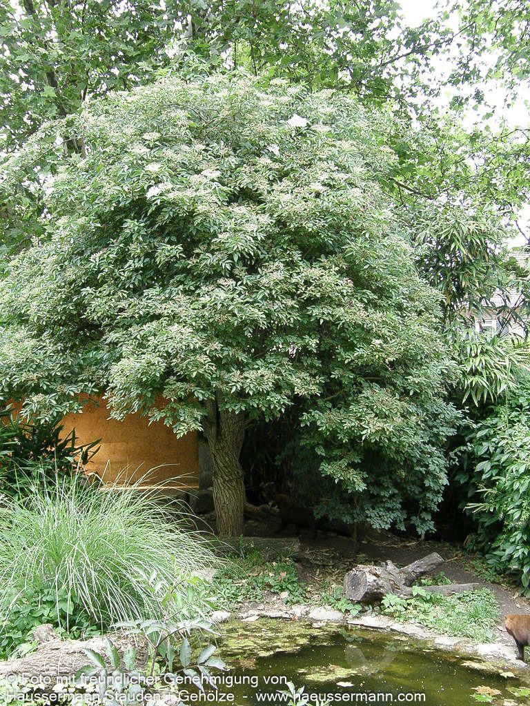 Schwarzer Holunder (Sambucus nigra)