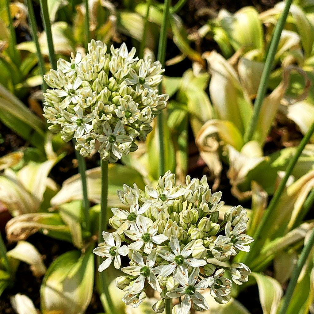 Schwarzer Lauch (Allium nigrum)