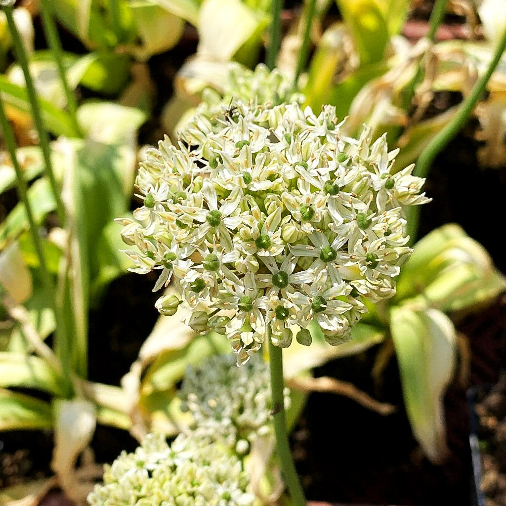 Schwarzer Lauch (Allium nigrum)