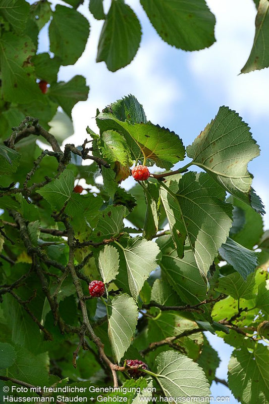 Schwarzer Maulbeerbaum (Morus nigra)