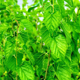 Schwarzer Maulbeerbaum (Morus nigra)