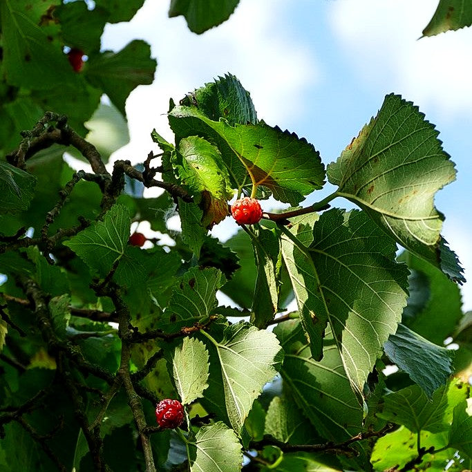 Schwarzer Maulbeerbaum (Morus nigra)