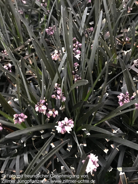 Schwarzer Schlangenbart 'Niger' (Ophiopogon planiscapus)