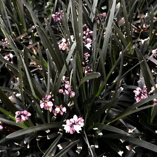 Schwarzer Schlangenbart 'Niger' (Ophiopogon planiscapus)