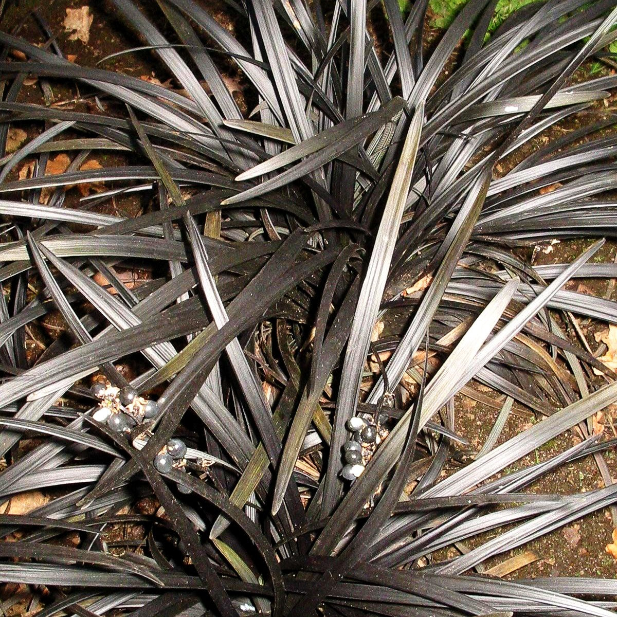 Schwarzer Schlangenbart 'Niger' (Ophiopogon planiscapus)