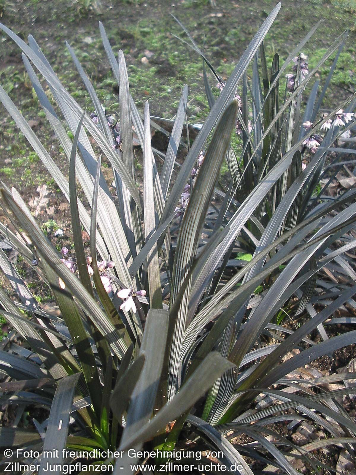 Schwarzer Schlangenbart 'Niger' (Ophiopogon planiscapus)