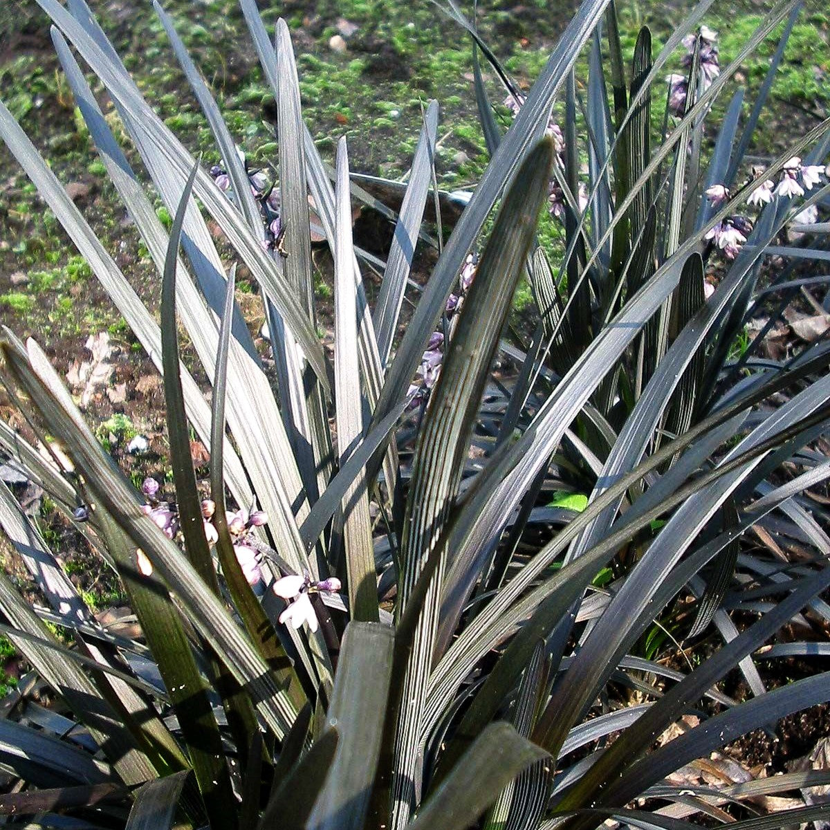 Schwarzer Schlangenbart 'Niger' (Ophiopogon planiscapus)