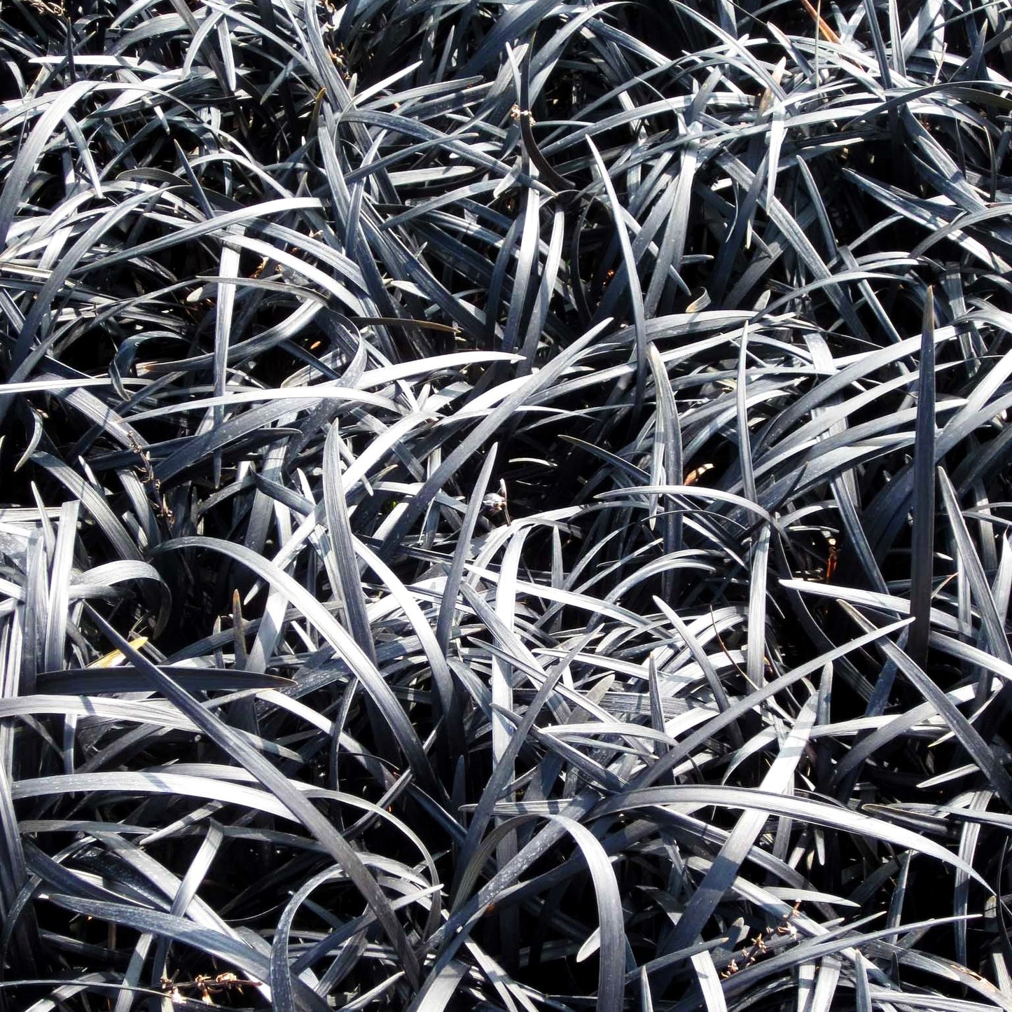 Schwarzer Schlangenbart 'Niger' (Ophiopogon planiscapus)