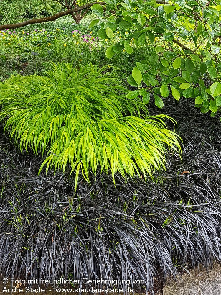 Schwarzer Schlangenbart 'Niger' (Ophiopogon planiscapus)