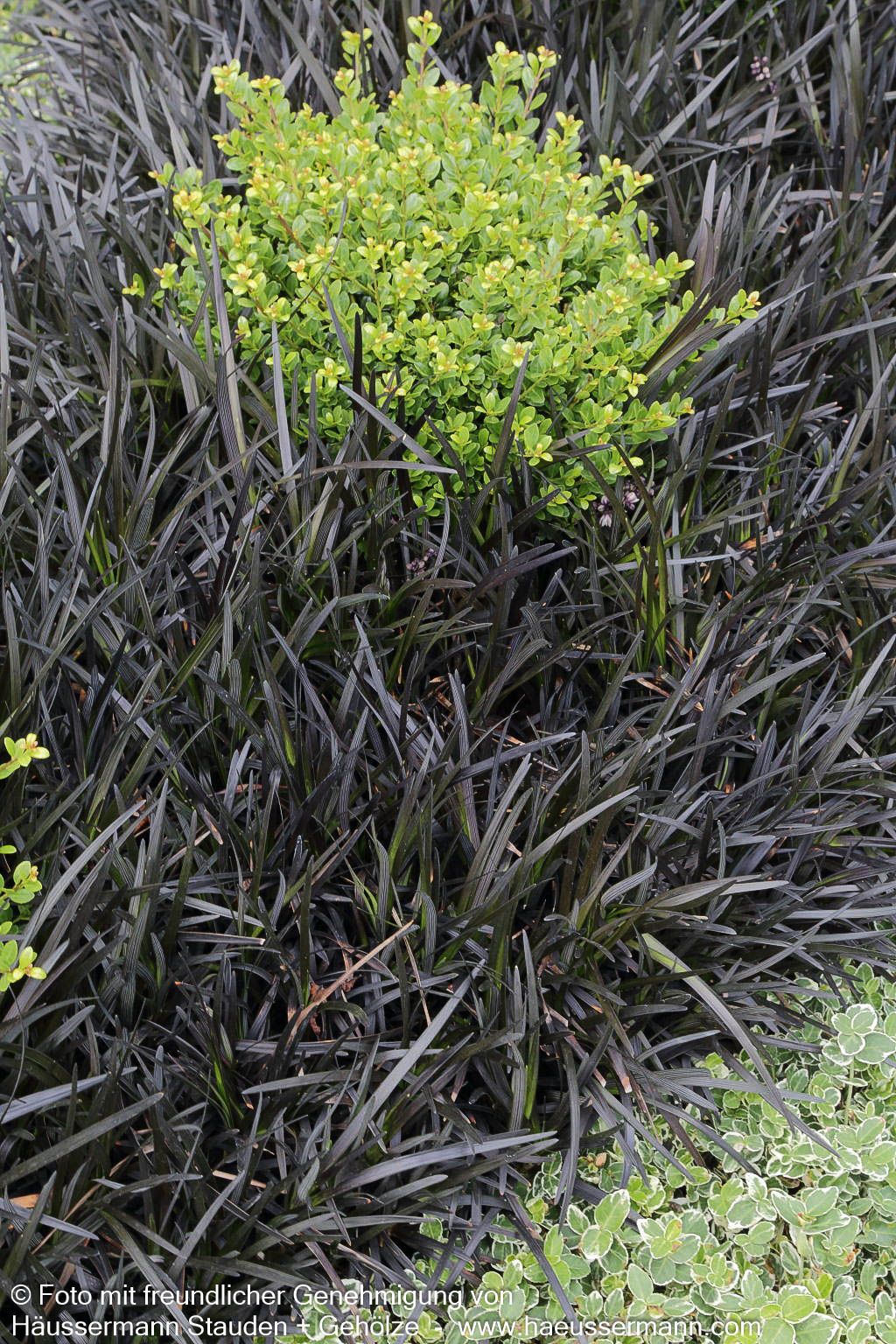 Schwarzer Schlangenbart 'Niger' (Ophiopogon planiscapus)