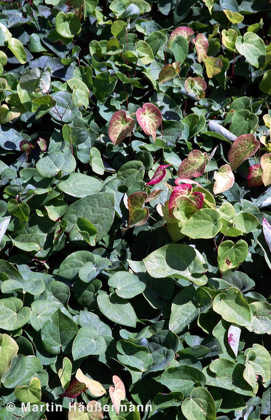Schwarzmeer-Elfenblume (Epimedium pinnatum ssp.colchicum)