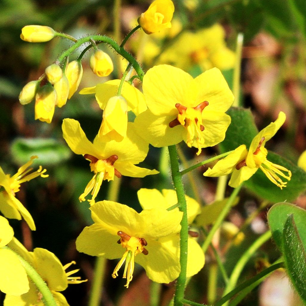 Schwarzmeer-Elfenblume (Epimedium pinnatum ssp.colchicum)