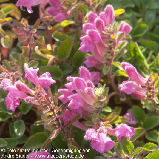 Schwarzmeer-Helmkraut (Scutellaria pontica)