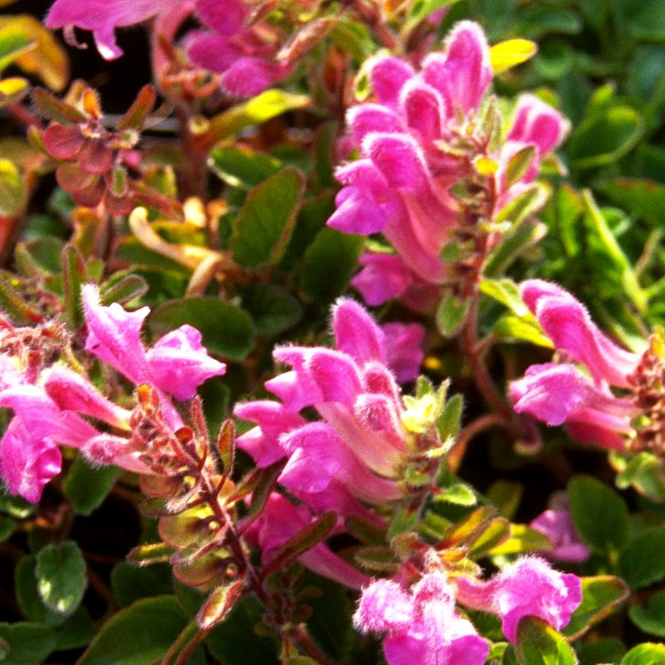 Schwarzmeer-Helmkraut (Scutellaria pontica)