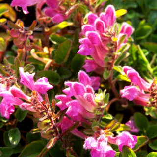Schwarzmeer-Helmkraut (Scutellaria pontica)