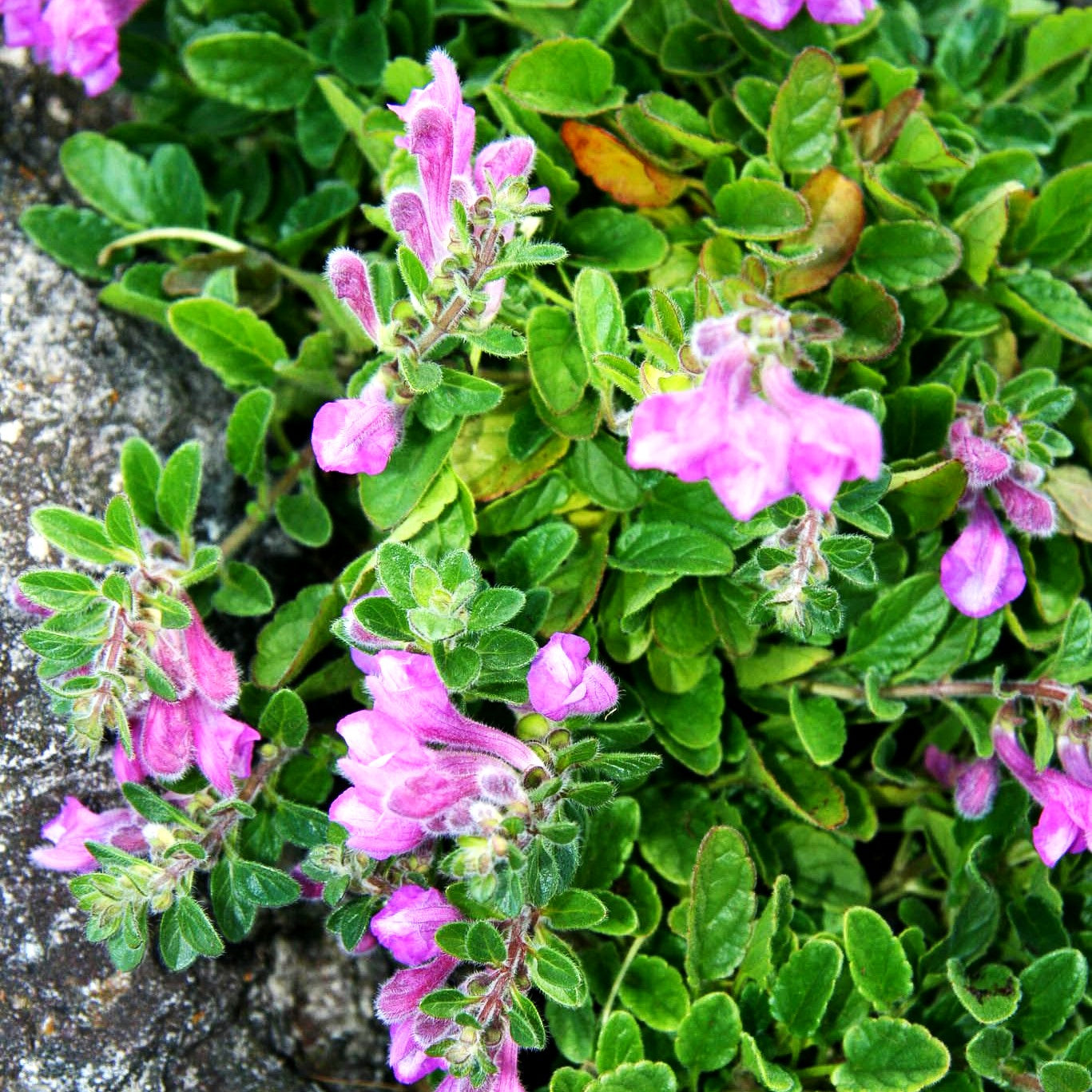Schwarzmeer-Helmkraut (Scutellaria pontica)
