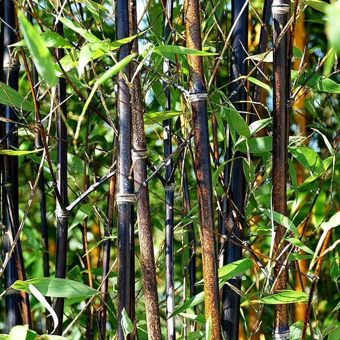Schwarzrohr-Bambus (Phyllostachys nigra punctata)
