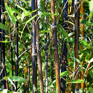 Schwarzrohr-Bambus (Phyllostachys nigra punctata)