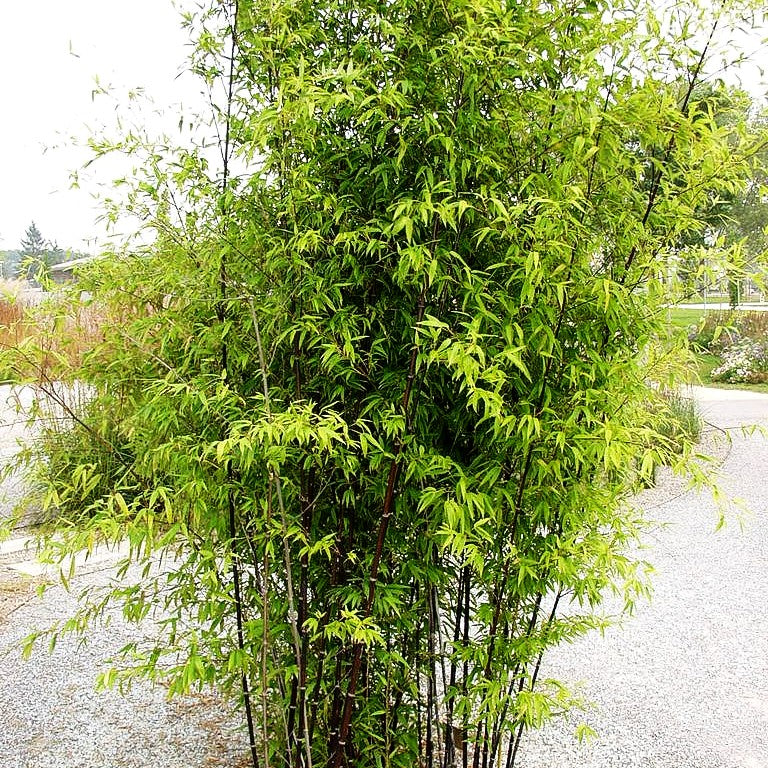 Schwarzrohr-Bambus (Phyllostachys nigra punctata)