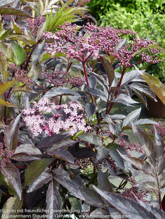 Schwarzrotblättriger Holunder 'Black Beauty' (Sambucus nigra)