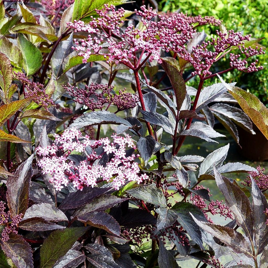 Schwarzrotblättriger Holunder 'Black Beauty' (Sambucus nigra)