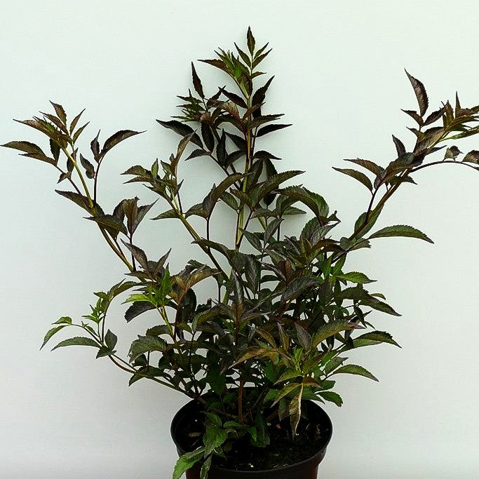 Schwarzrotblättriger Holunder 'Black Beauty' (Sambucus nigra)