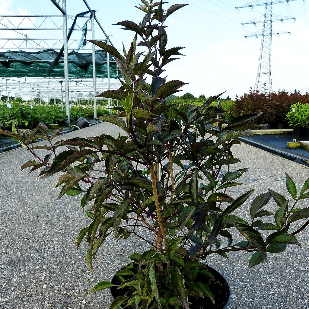 Schwarzrotblättriger Holunder 'Black Beauty' (Sambucus nigra)