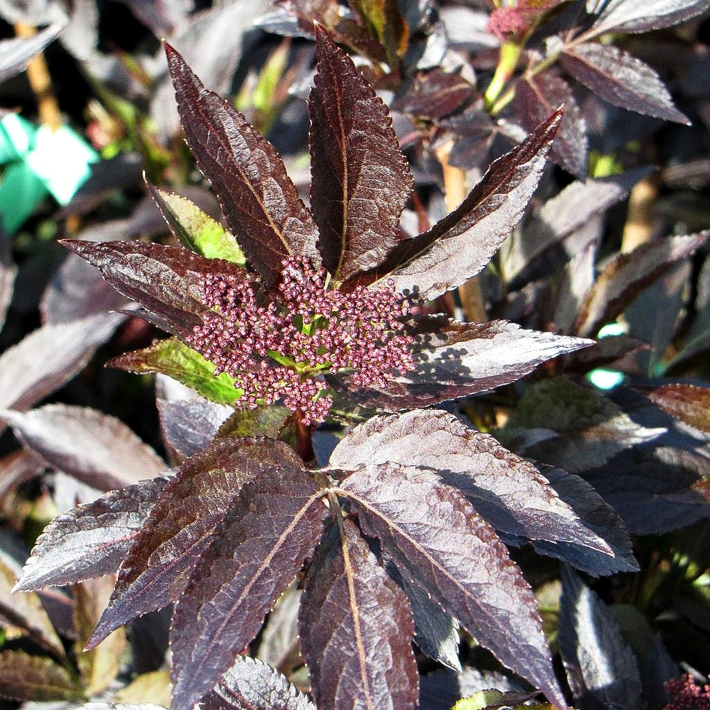 Schwarzrotblättriger Holunder 'Black Beauty' (Sambucus nigra)