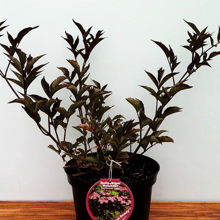 Schwarzrotblättriger Holunder 'Black Beauty' (Sambucus nigra)