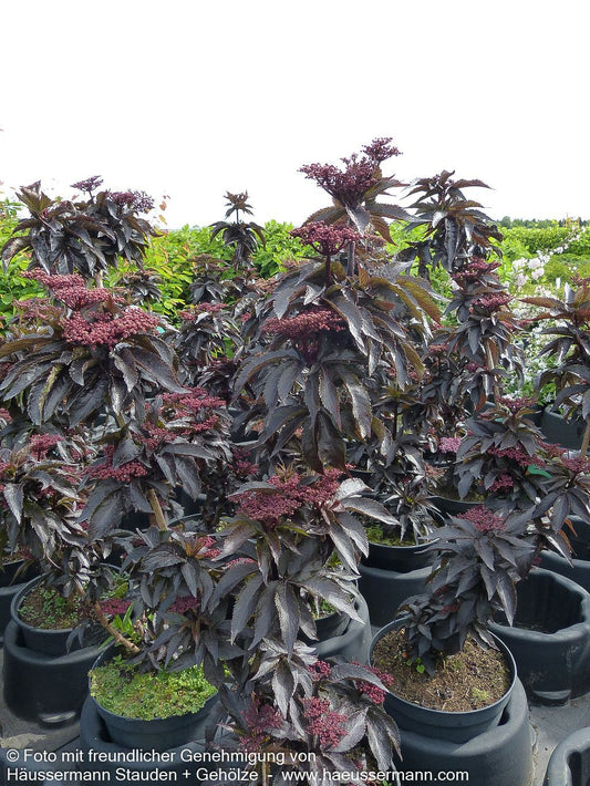 Schwarzrotblättriger Säulen-Holunder 'Black Tower' (Sambucus nigra)