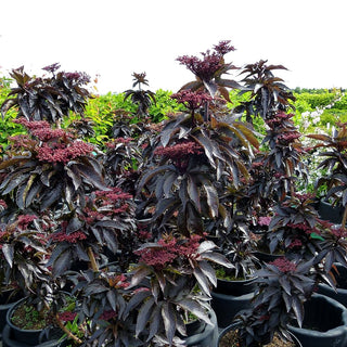 Schwarzrotblättriger Säulen-Holunder 'Black Tower' (Sambucus nigra)