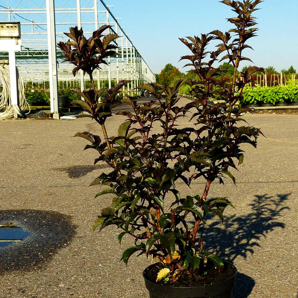 Schwarzrotblättriger Säulen-Holunder 'Black Tower' (Sambucus nigra)