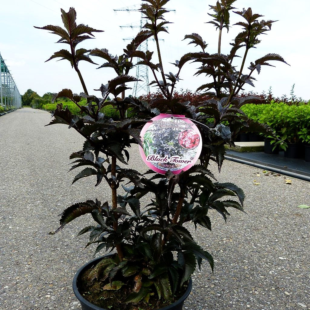 Schwarzrotblättriger Säulen-Holunder 'Black Tower' (Sambucus nigra)