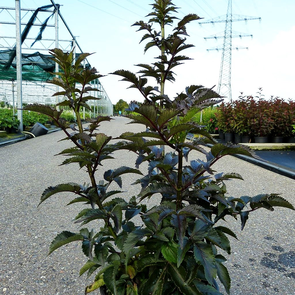 Schwarzrotblättriger Säulen-Holunder 'Black Tower' (Sambucus nigra)