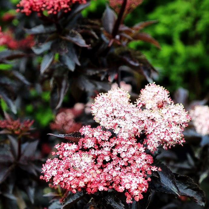 Schwarzrotblättriger Säulen-Holunder 'Black Tower' (Sambucus nigra)