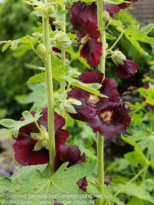 Schwarzrote Stockrose (Alcea rosea var.nigra)